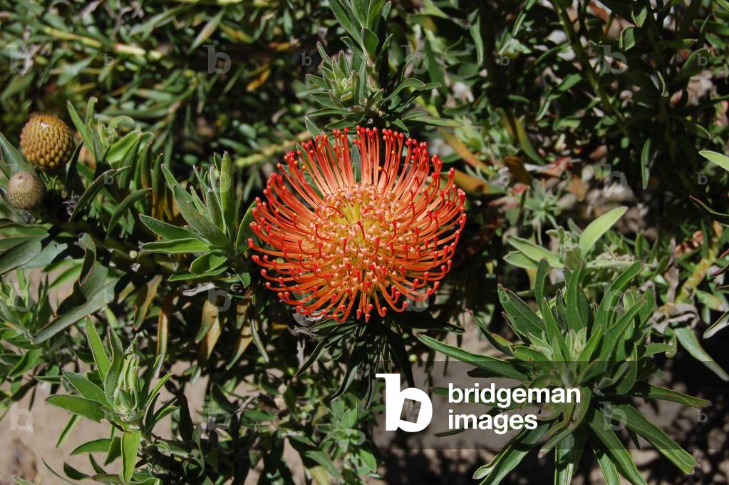 Protea leucospermum, Quito, Ecuador (photo)