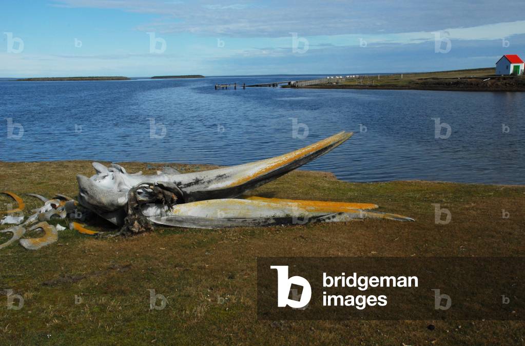 Whale Bones, Bleaker Island, Falkland Islands (photo)