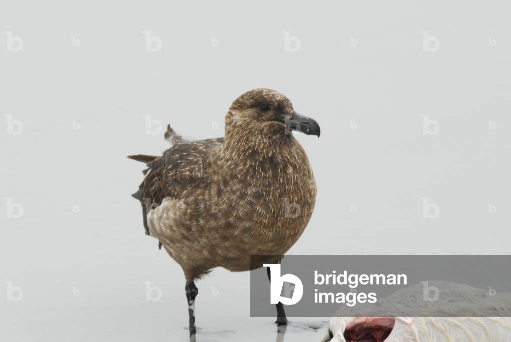 Falklands Skua, Volunteer Point, Falkland Islands (photo)