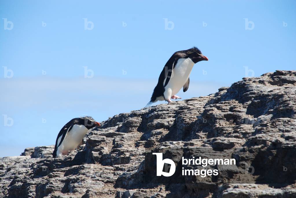 Rockhopper Penguins, Bleaker Island, Falkland Islands (photo)