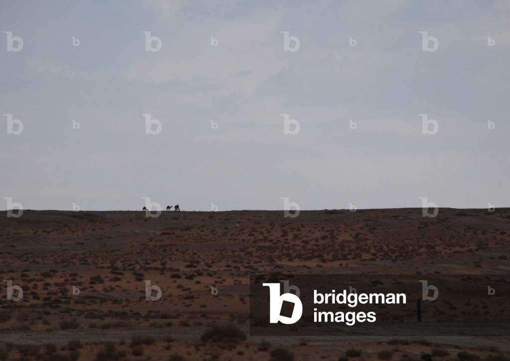 Camel on the Horizon, Near Akaba, Jordan (photo)
