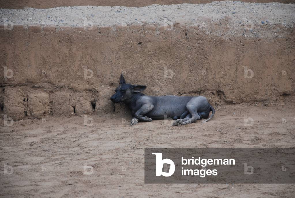 Hairless Dog, Chan Chan, Sacred, Peru (photo)