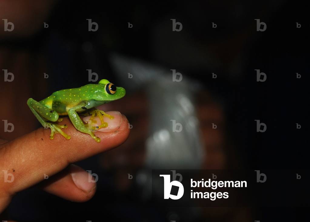 Tree Frog, Sacha Lodge, Ecuador (photo)