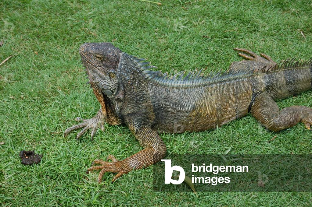 Green Iguana, Guayaquil, Ecuador (photo)