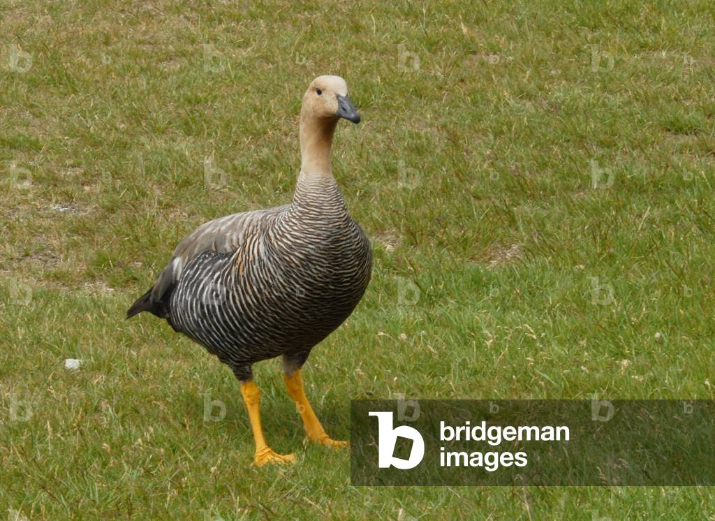 Upland Goose, Stanley, Falkland Islands (photo)