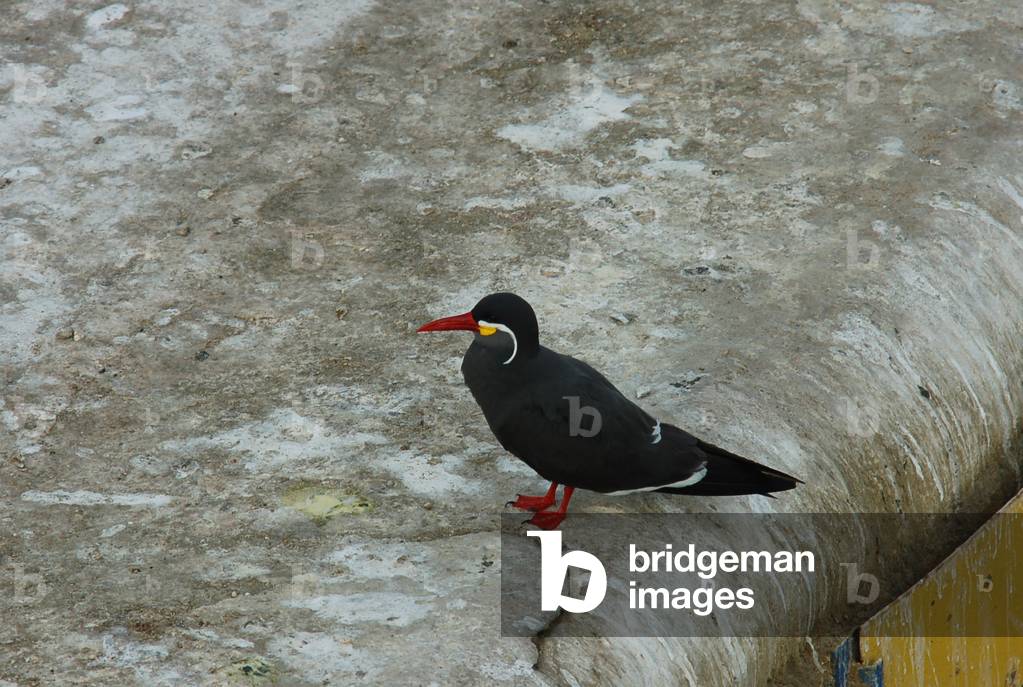 Inca Tern, Arica, Chile (photo)