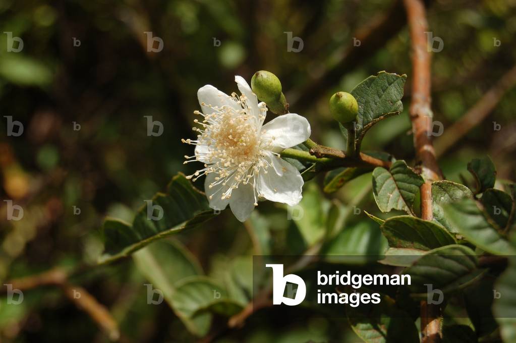 Guava Flower, Isabela, Galapagos (photo)