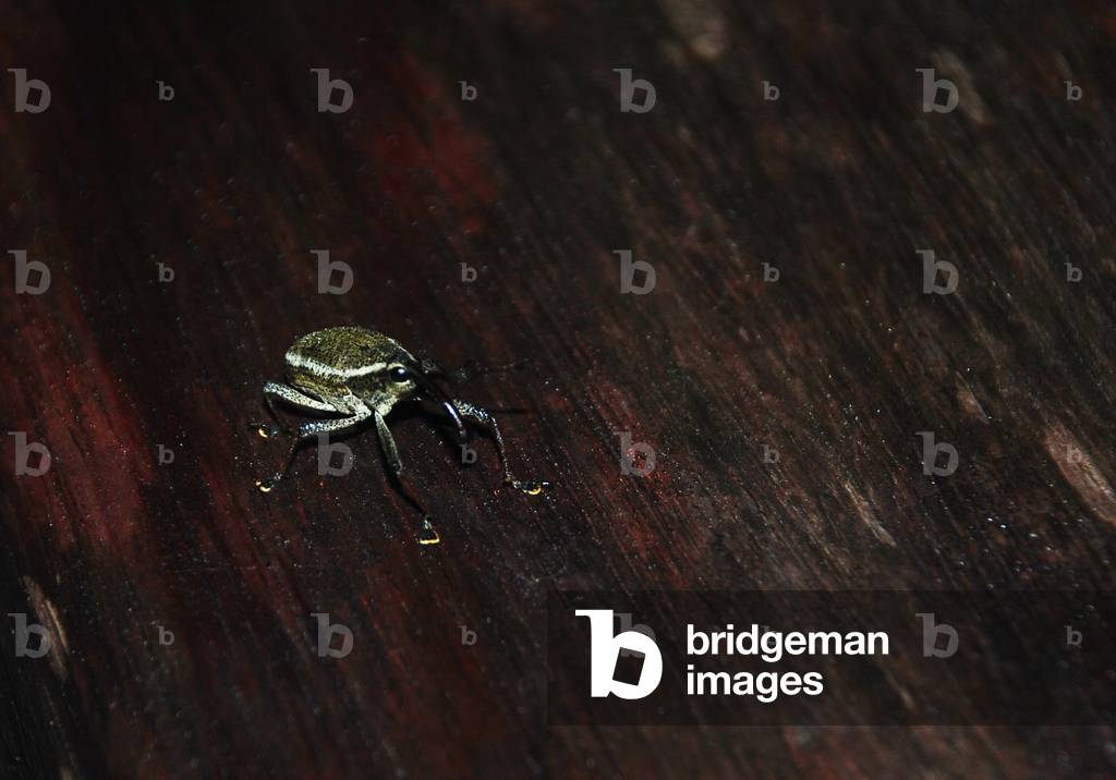 Weevil, Sacha Lodge, Ecuador (photo)