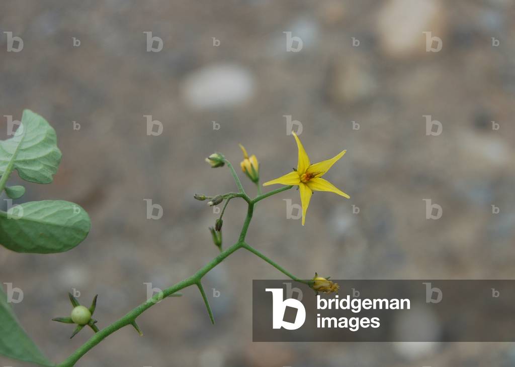 Wild Tomato, Chao Valley, Peru (photo)