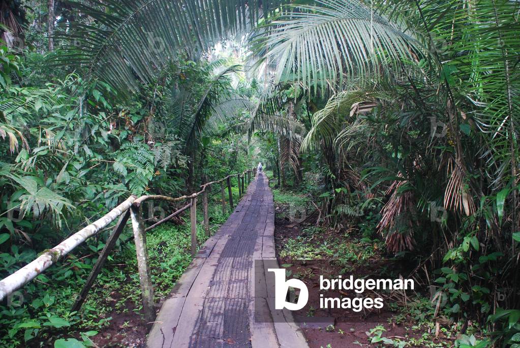 Walkway, Sacha Lodge, Ecuador (photo)