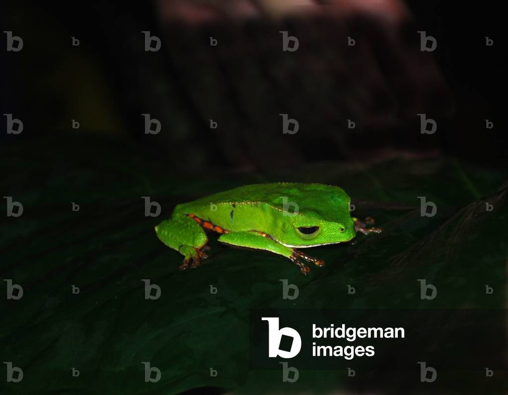 Frog. Sacha Lodge, Ecuador (photo)