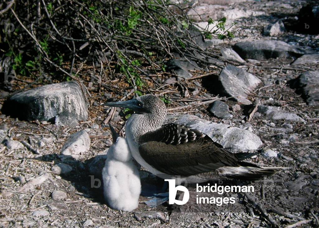 Blue-footed Boobies, Hood, Galapagos (photo)