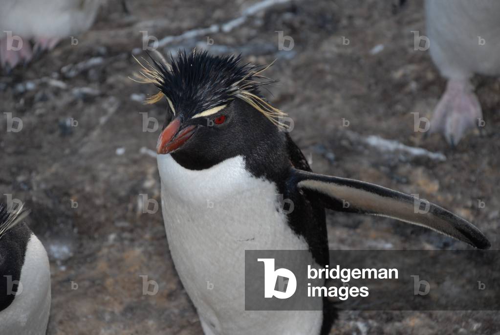 Rockhopper Penguin, Bleaker Island, Falkland Islands (photo)