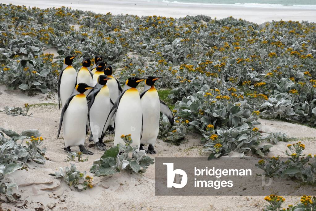 King Penguins, Volunteer Point, Falkland Islands (photo)