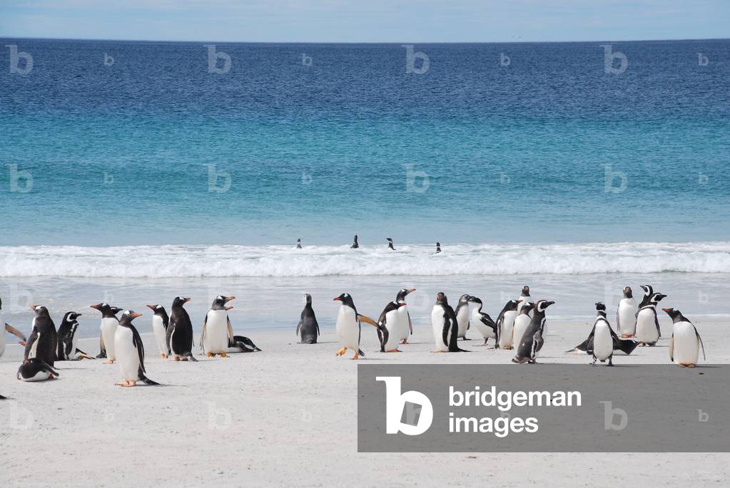 Gentoo and Magellanic Penguins, Bleaker Island, Falkland Islands (photo)