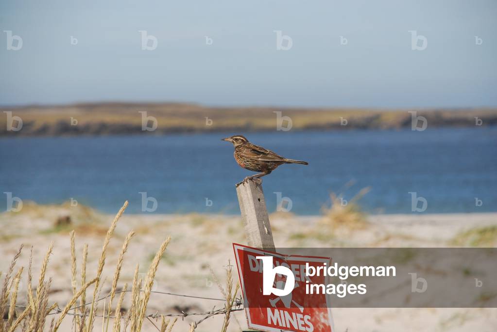 Long-tailed Meadow Lark, Surf Bay, Falkland Islands (photo)