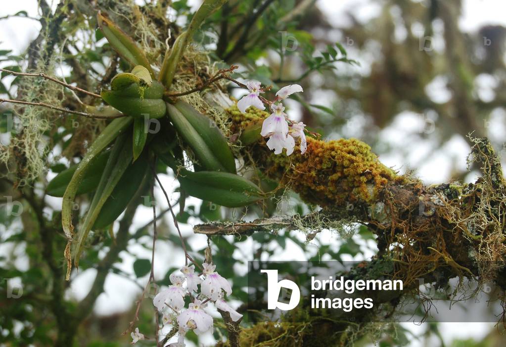 Ionopsis utricularioides, Santa Cruz, Galapagos (photo)