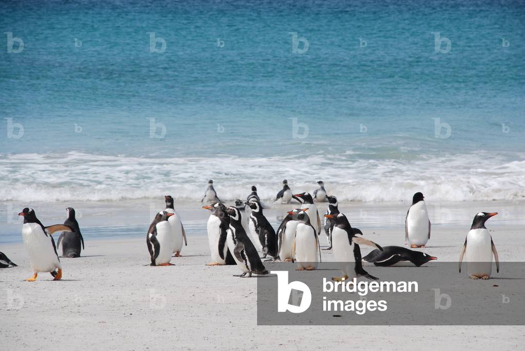 Gentoo and Magellanic Penguins, Bleaker Island, Falkland Islands (photo)