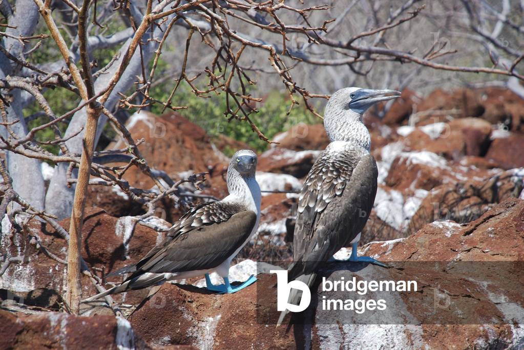 Blue-footed Boobies, North Seymour, Galapagos (photo)