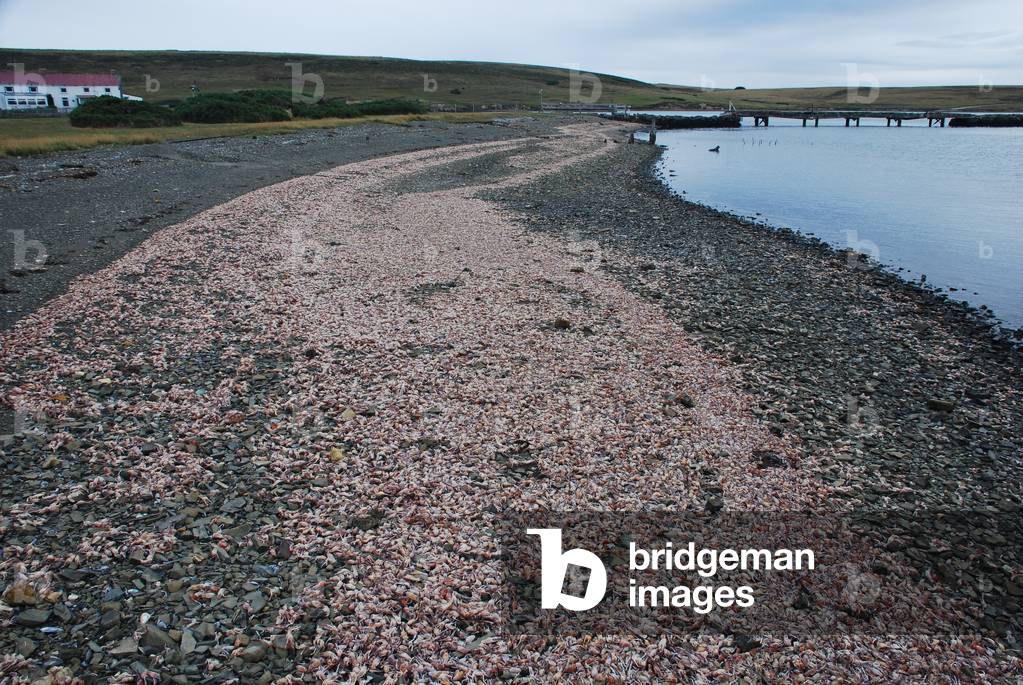 Lobster Krill, Darwin, Falkland Islands (photo)