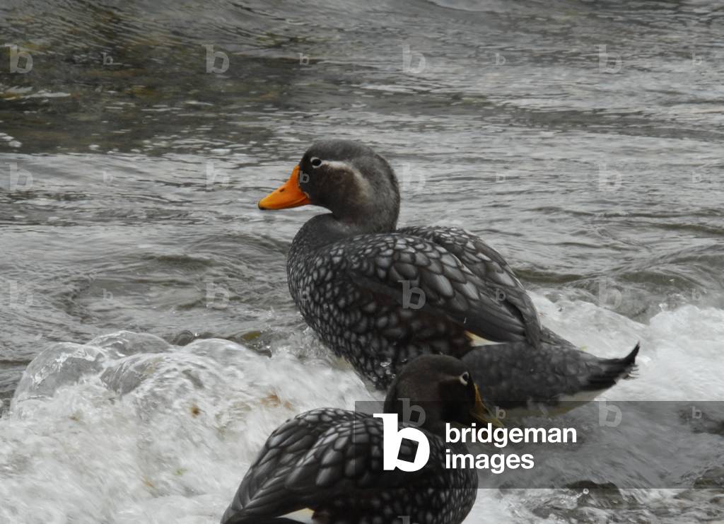 Falkland Island Flightless Steamer Ducks, Stanley, Falkland Islands (photo)