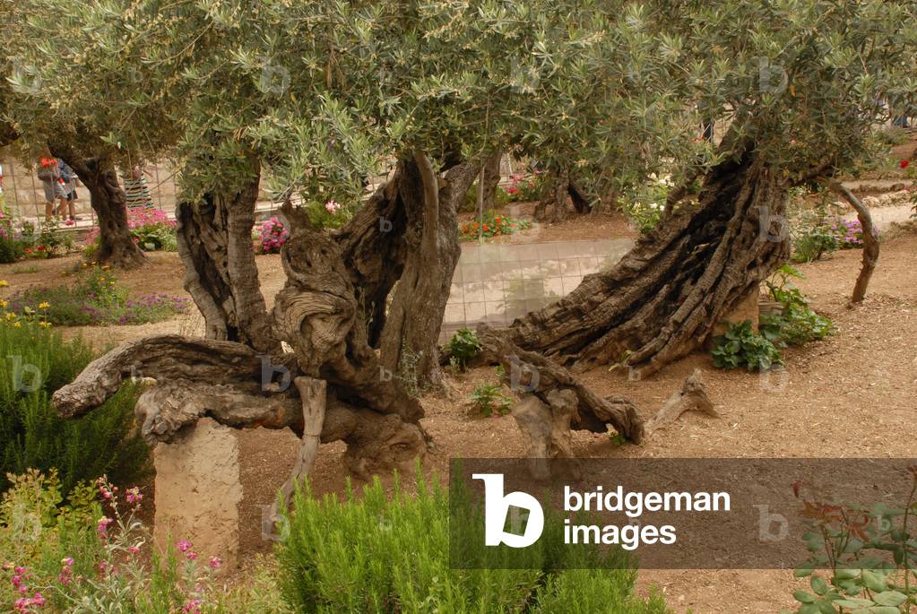 Gethsemane, Jerusalem, Israel (photo)