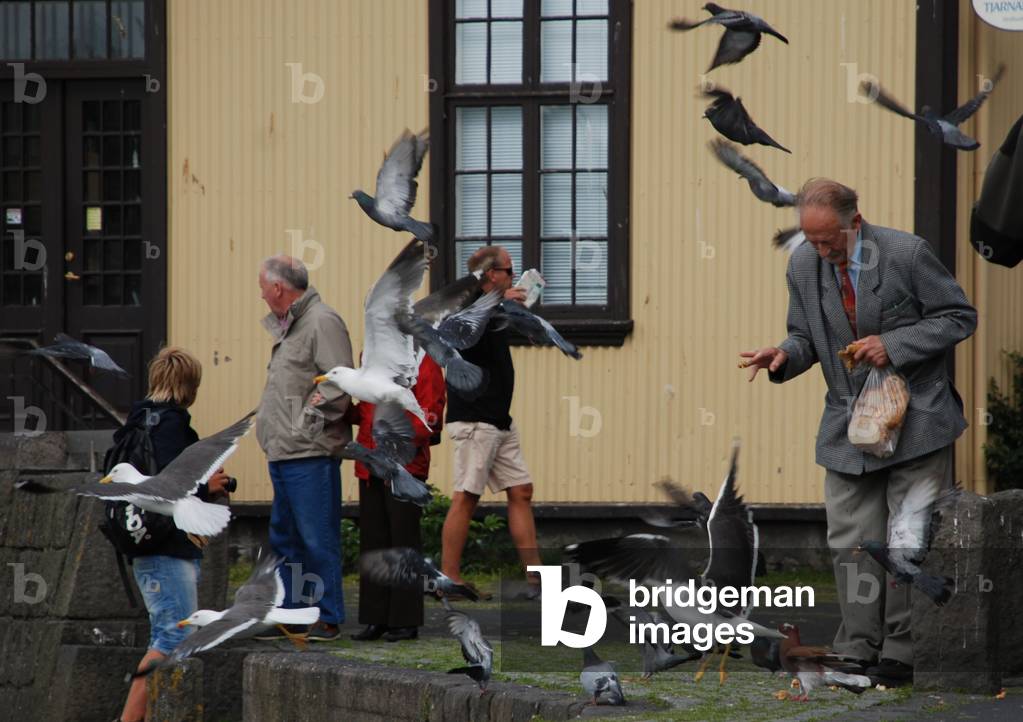 Feeding the Birds, Reykjavik, Iceland (photo)