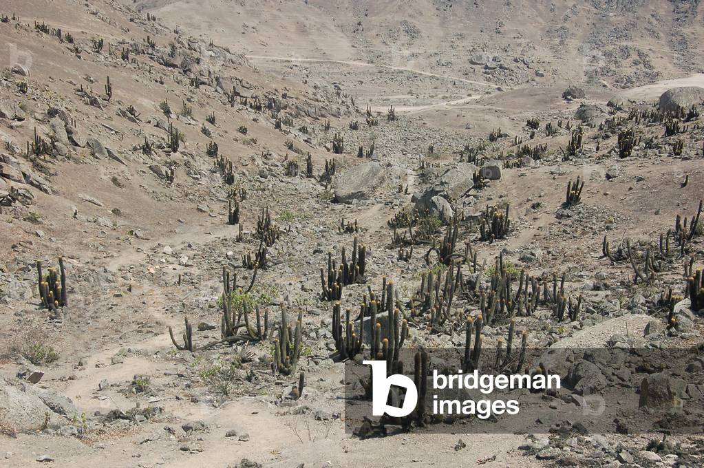 Lomas de Lachay, Peru (photo)