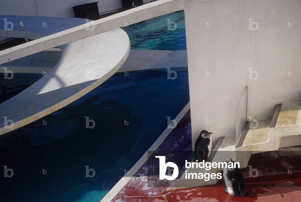 Image of London Zoo, Penguin Pool, designed by the Tecton Group, built