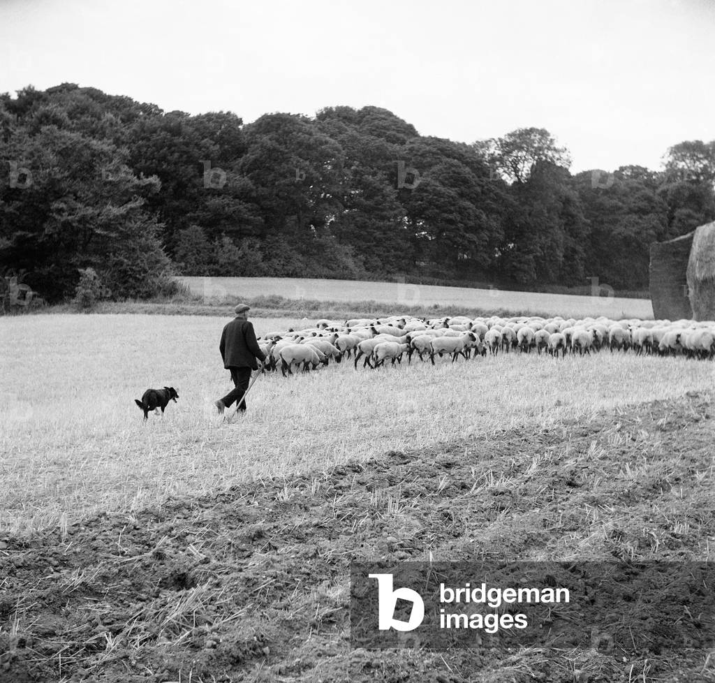 Image de Photographie représentant Vue générale de M. N. Jobes berger un troupeau de moutons dans un champ, 19
