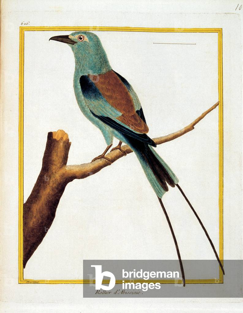 Color lithographs with African animals, (litography)