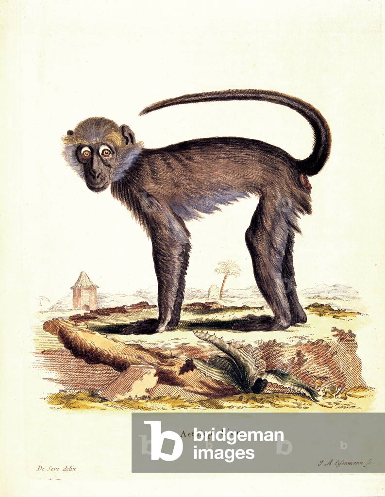 Color lithographs with African animals, (litography)