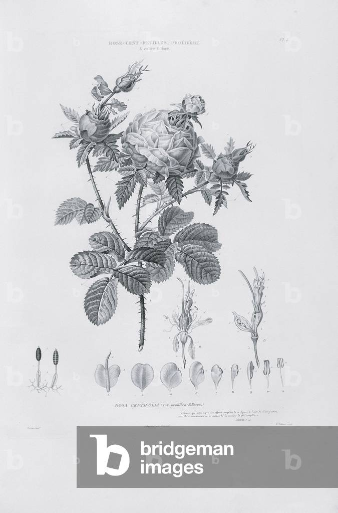 Study of Leaves, 1811 (litho)