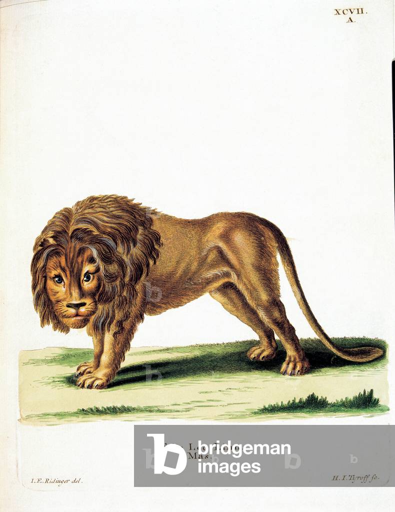 Color lithographs with African animals, (litography)