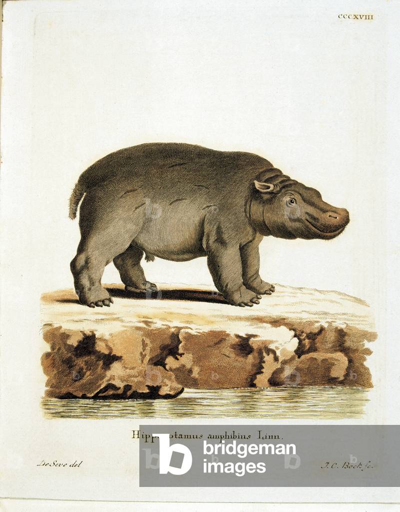 Color lithographs with African animals, (litography)