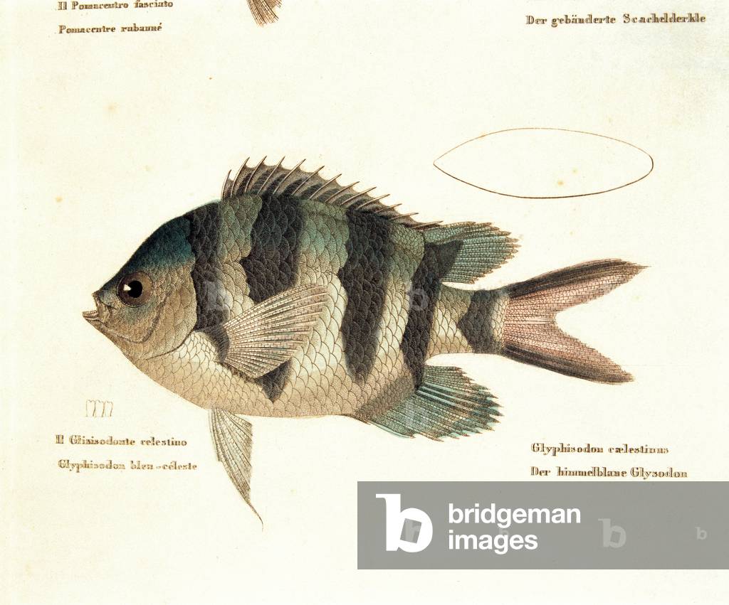 Color lithographs with fishes, 1830 (litography)