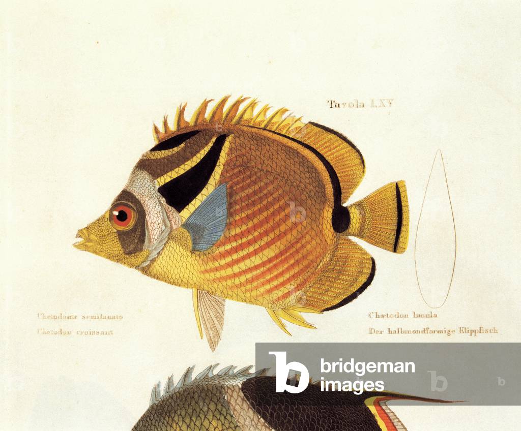 Color lithographs with fishes, 1830 (litography)