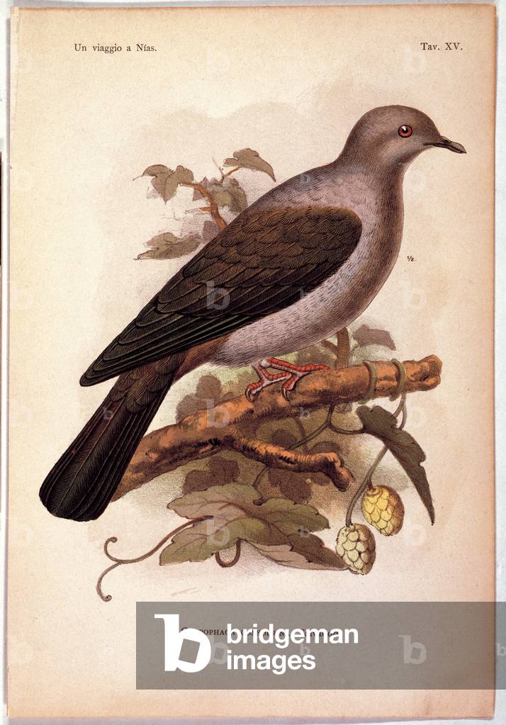 Color lithographs of Indonesian animals, (litography)