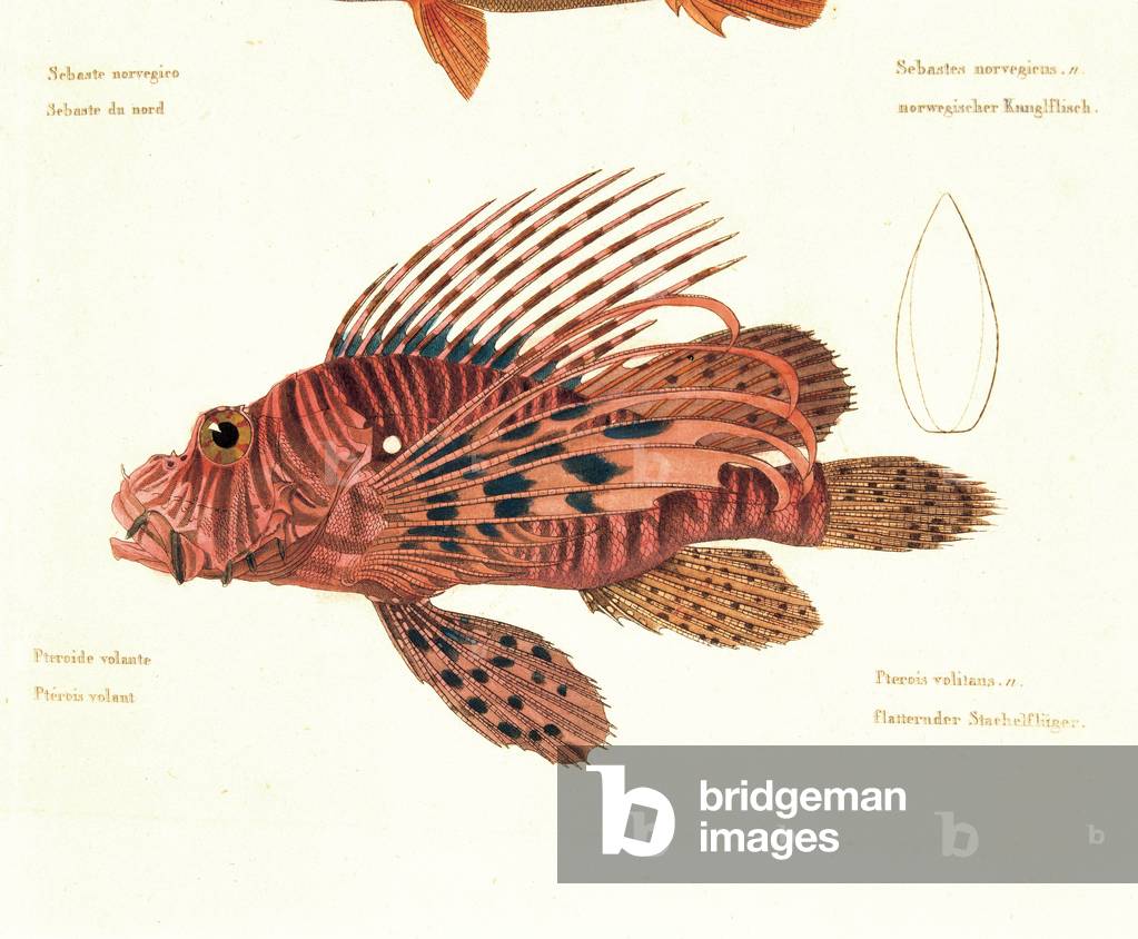 Color lithographs with fishes, 1830 (litography)