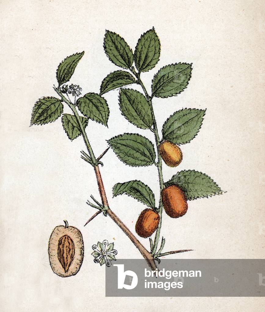 Jujubier et jujubes (Ziziphus jujuba) Botanical sheet from “Atlas colorie des plantes medicinales”” by Paul Hariot, 1900 (Botanical plate of medicinal plants) Private collection