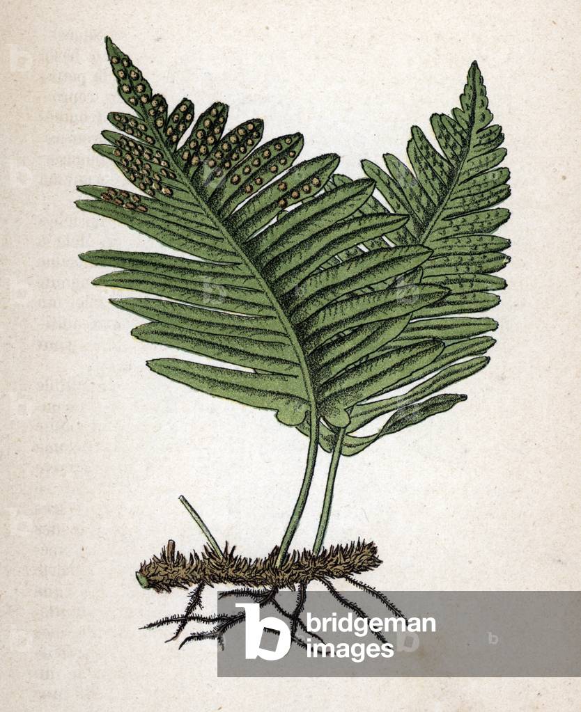 Fern Polypodium vulgare (common polypody) Botanical plate from “Atlas colorie des plantes medicinales”” by Paul Hariot, 1900 (Botanical plate of medicinal plants) Private collection