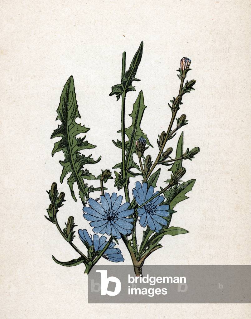 Image of Drawing depicting Bitter wild chicoree (Cichorium intybus) (Common chicory) Botanical plate from “Atl