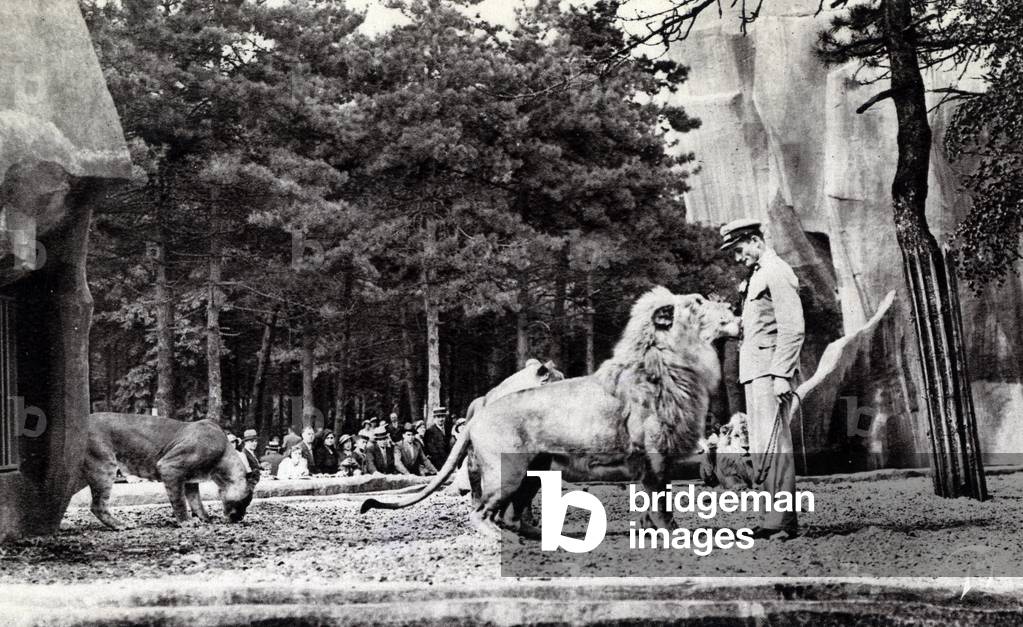 View of the Lion Pacha and his tamer at the Vincennes zoo Postcard 1910 ca Private collection