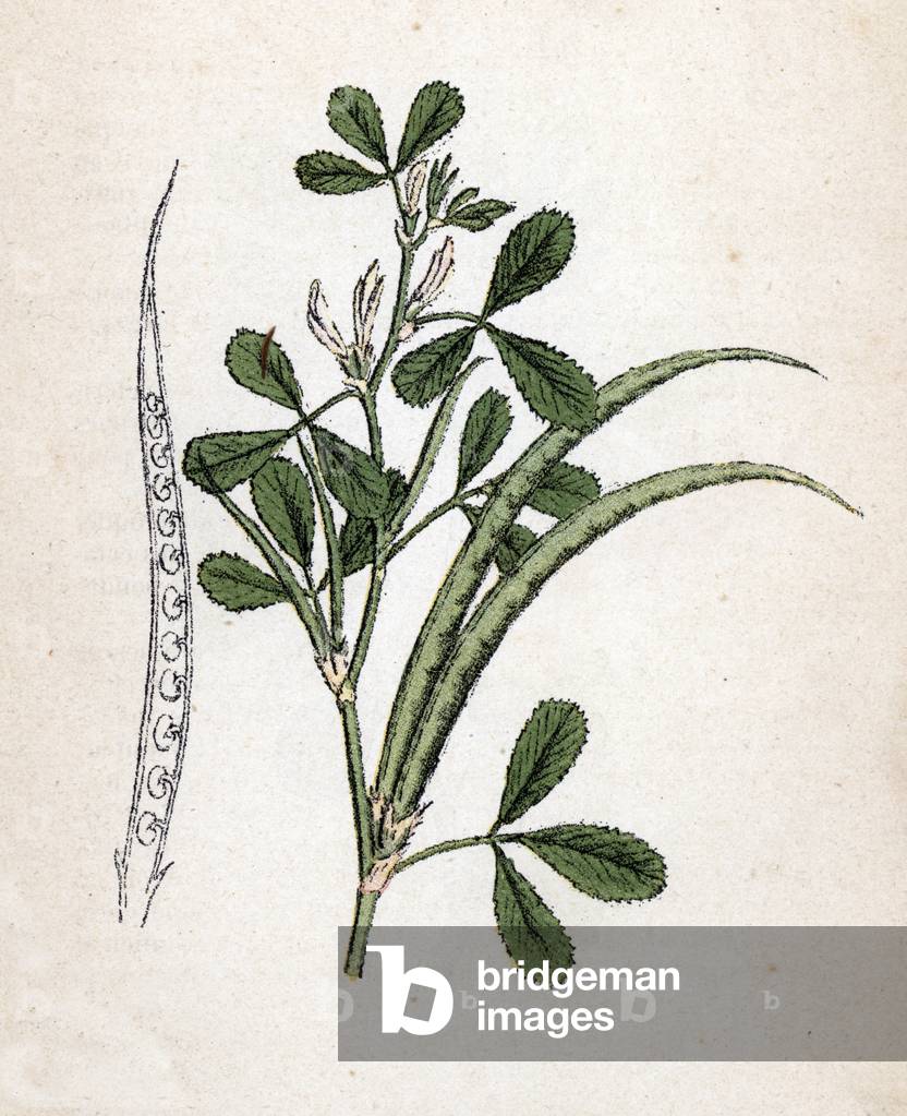 Fieno greco (Trigonella foenum-graecum) (Trigonelle o Senegrain) (Fieno greco) Scheda botanica da «Atlas color