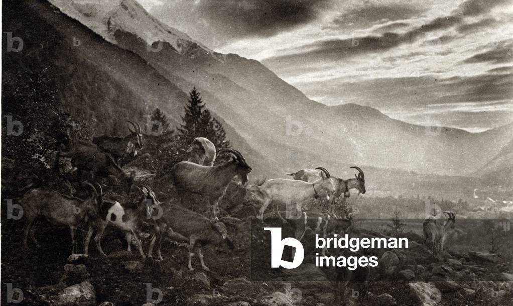 La rentree des chevres a Chamonix le soir, Haute savoie (Return of the goats at the sheepfold, Chamonix, Haute-Savoie) Postcard 1910 Private Collection