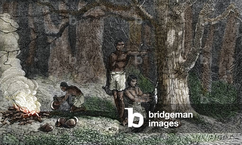 Rubber tapping in brazilian forest. 19th century, (engraving)