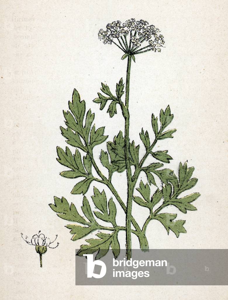Parsley (Petroselinum sativum) (garden parsley) Botanical sheet from “Atlas colorie des plantes medicinales”” by Paul Hariot, 1900 (Botanical plate of medicinal plants) Private collection