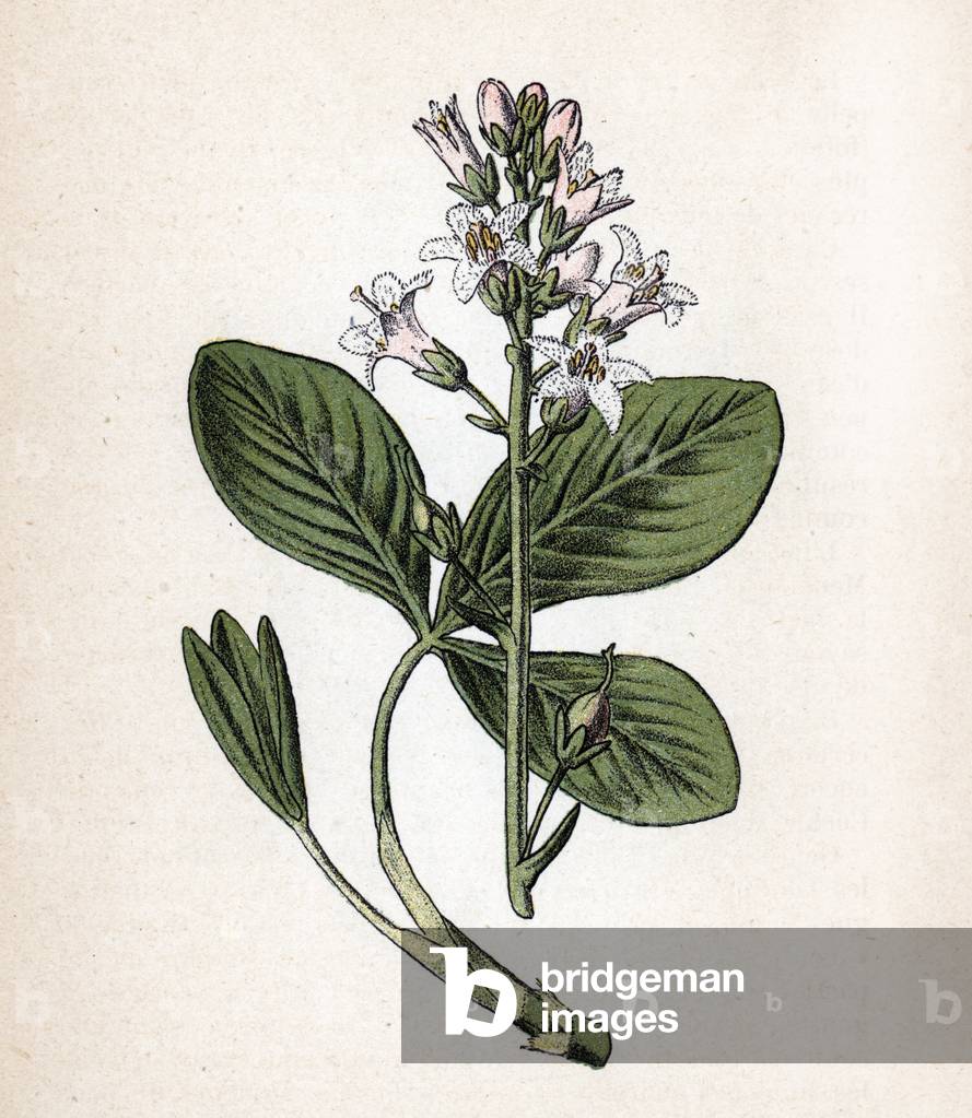 Menyanthes trifoliata (Bog-bean or buckbean) Botanical board from “Atlas colorie des plantes medicinales” by Paul Hariot, 1900 (Botanical plate of medicinal plants) Private collection