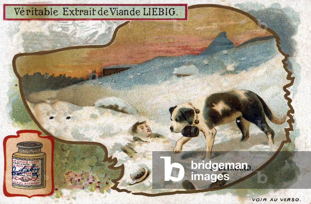 A St Bernard dog (Bernhardiner or alpine mastiff) rescuying a victim of avalanche in the Alps. End of the 19th century (chromolithograph)