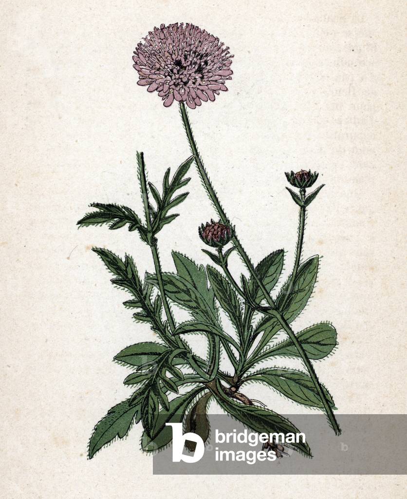 Field Scabious Botanical Plants from Paul Hariot, 1900 (Botanical plate of medicinal plants) Private collection